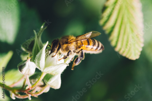 Close up of a bee pollinating raspberry flowers.
