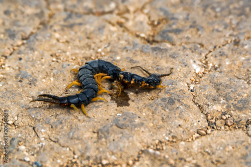 Crushed Megarian centipede or Scolopendra cingulata