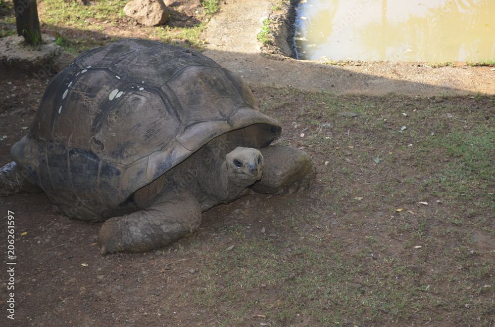 Fototapeta premium A giant tortoise