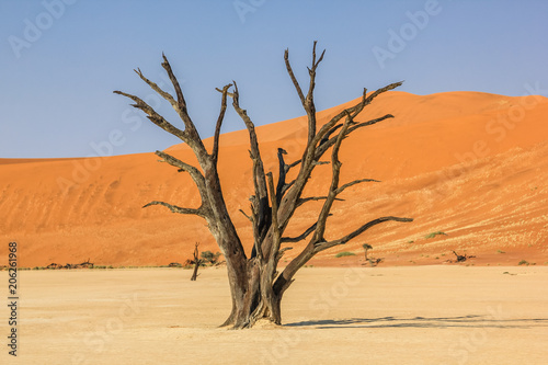 Deadvlei or Dead Vlei   a depression characterized by a layer of white sand located about 2 km by road from Sossusvlei. Namib-Naukluft National Park  Namibia.