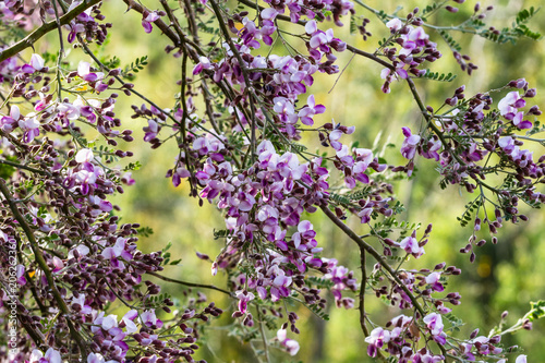 Purple and white blossoms cover branches of a Desert Ironwood tree (olneya tesota), in Arizona's Sonoran desert. This is one of the longest-living plants in the region.  photo