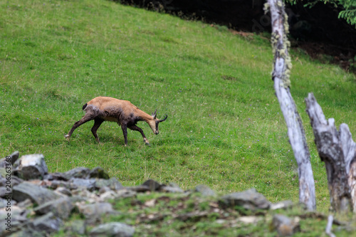 Chamois alpine goat from Mont Blanc