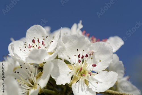 Fototapeta Naklejka Na Ścianę i Meble -  pears  flowers on a branch against blurry background.
