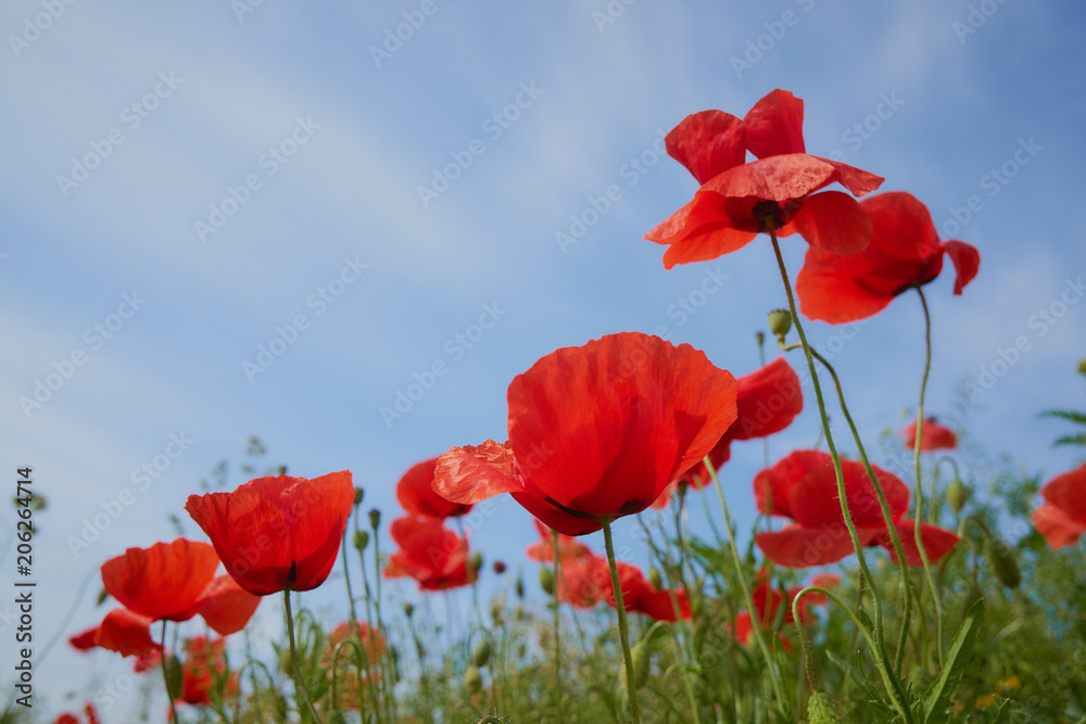 Obraz premium Red poppy flowers. Poppy flowers and blue sky in a field with bees and bumblebees