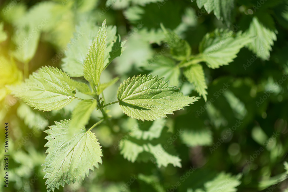 Urtica dioica, often called common nettle or stinging nettle Urtica dioica, often called common nettle or stinging nettle