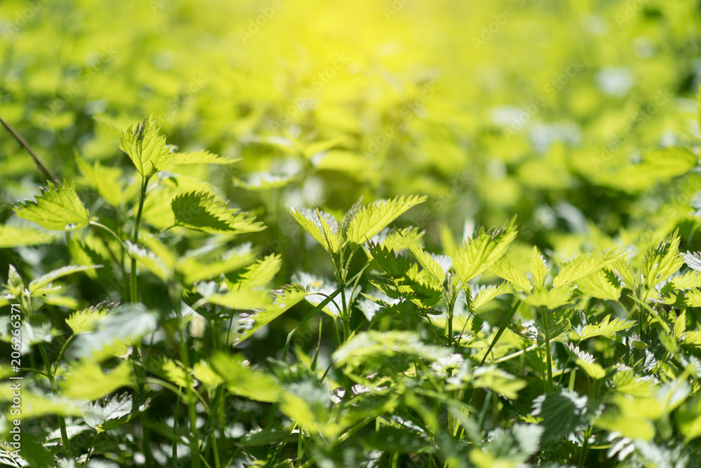 Urtica dioica, often called common nettle or stinging nettle Urtica dioica, often called common nettle or stinging nettle