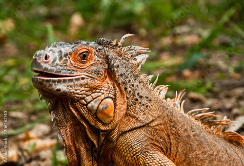 The portrait of beautiful iguana