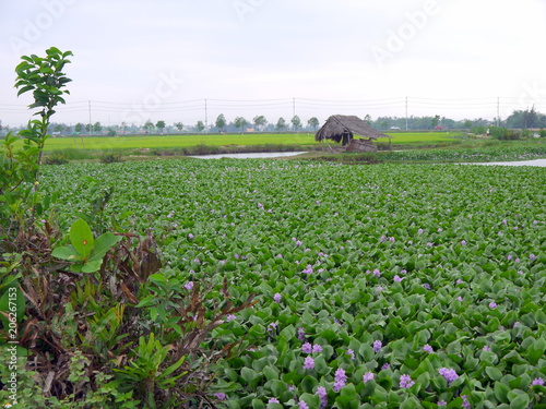 Big field of purple common water hyacinth with weathered straw hut and street in the background in asia