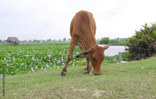 Close up of brown cow eating grass on meadow by a field of common water hyacinth and river