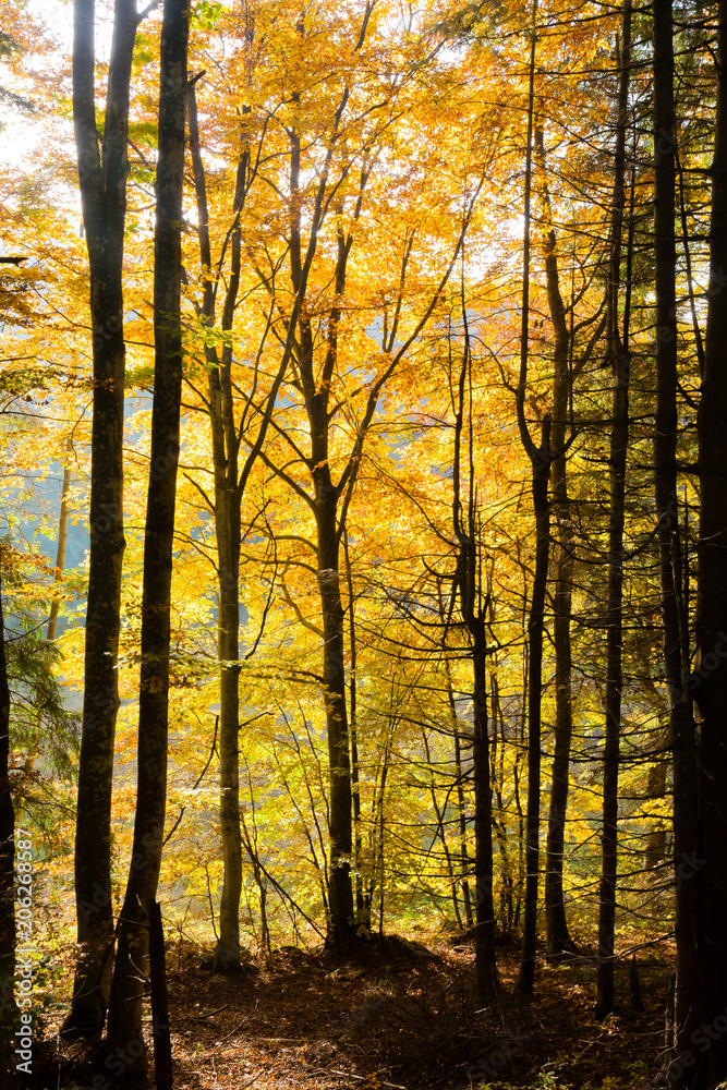 Trees in autumn season background