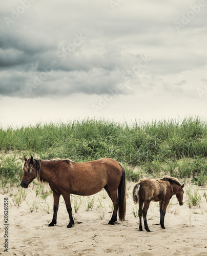 Sable Island horses grazing on marram grass growing from a sand dune on Sable Island. A rare glimpse into the world of Sable Island. © Julie