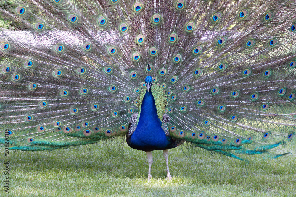 Obraz premium blau Pfau