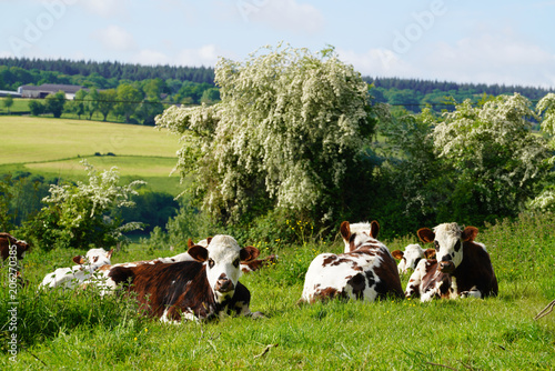 Animal ferme vache 194