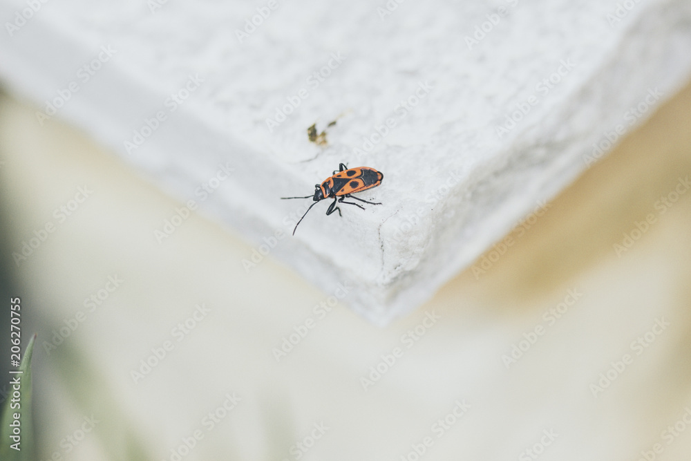Insecte Insecte