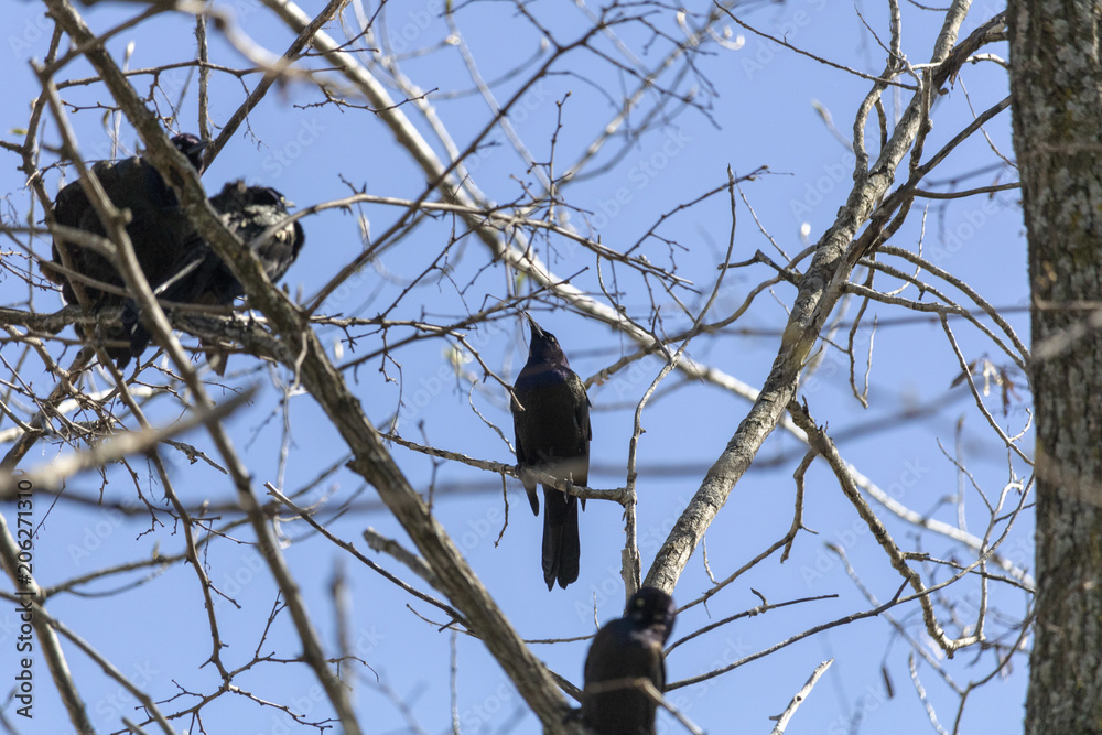 Quiscale Bronzé , Common Grackle. Estrie Québec Canada Quiscale Bronzé , Common Grackle. Estrie Québec Canada