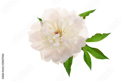 Fototapeta Naklejka Na Ścianę i Meble -  peony flower isolated on white background close up