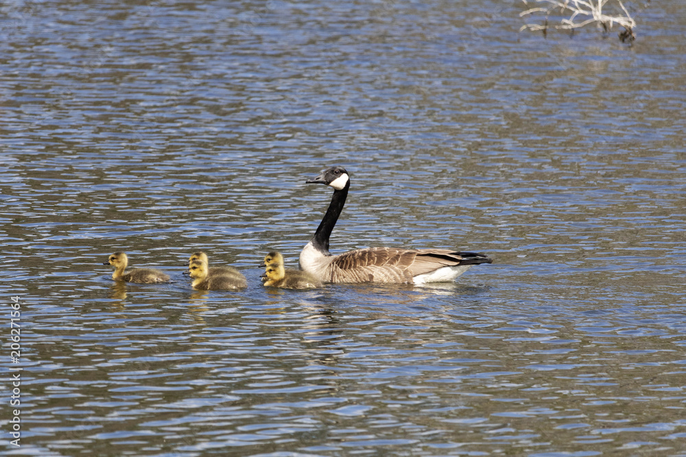 Bernache du Canada, Canada Goose, Oison, outarde, oie, Estrie Québec Canada