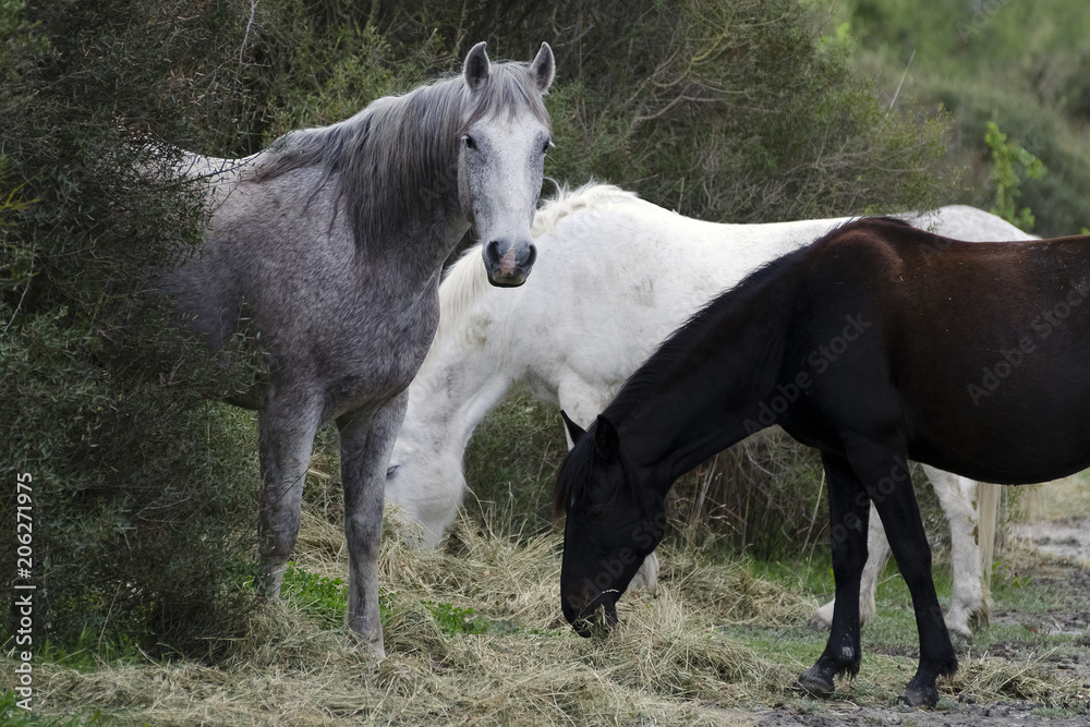 Ca­margue Pferde