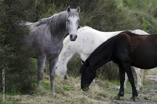Ca­margue Pferde