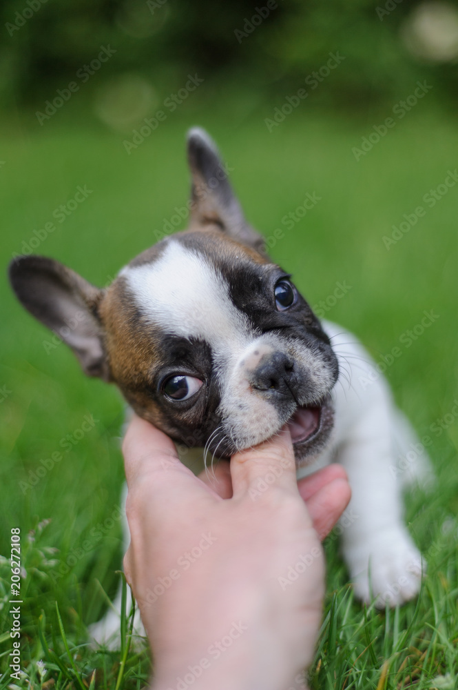 French bulldog puppy biting to man fingers. Playing with best friend