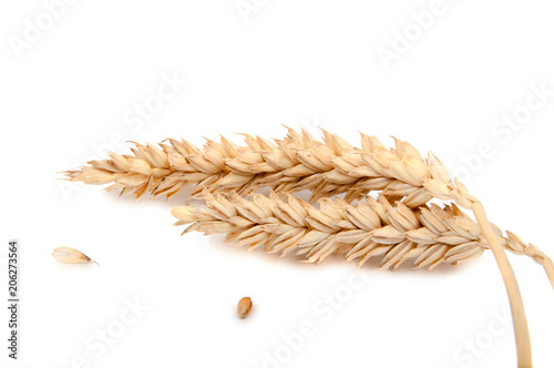 Spikelets of wheat isolated on the white