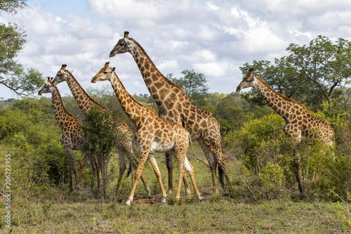 Giraffes herd in Sabi Sands Private Game Reserve part of the Greater Kruger Region in South Africa