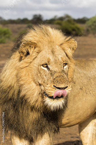 Big male lion portrait in Kruger National Park near restcamp Satara in South Africa
