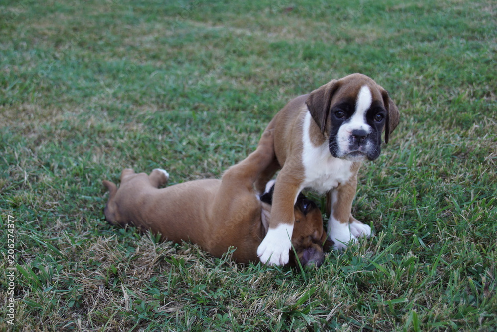 Magnifique chiot Boxer fauve marqué en blanc