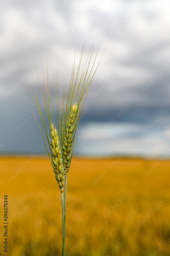 Fototapeta premium wheat