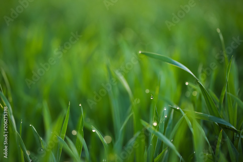 Young green grass with dew drops in field on spring morning