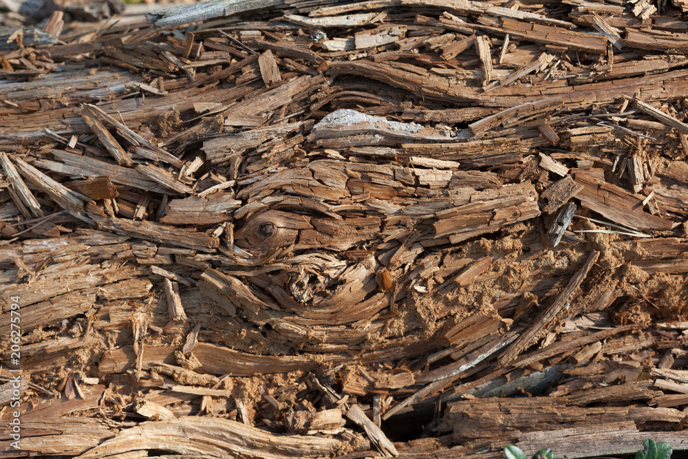 Natural background with rotten pine wood Natural background with rotten pine wood