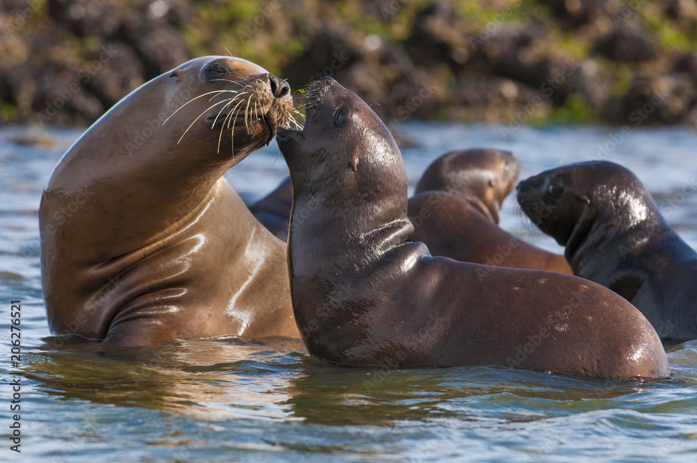Fototapeta premium Mother and baby sea lion, Patagonia