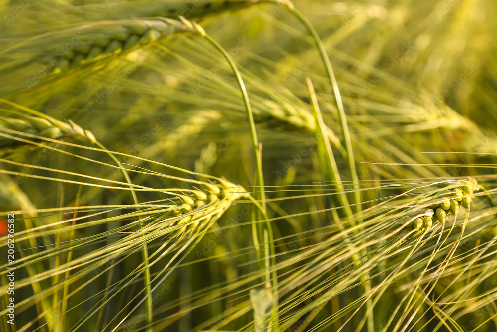 Fototapeta premium Summer background green wheat ears in sunlight
