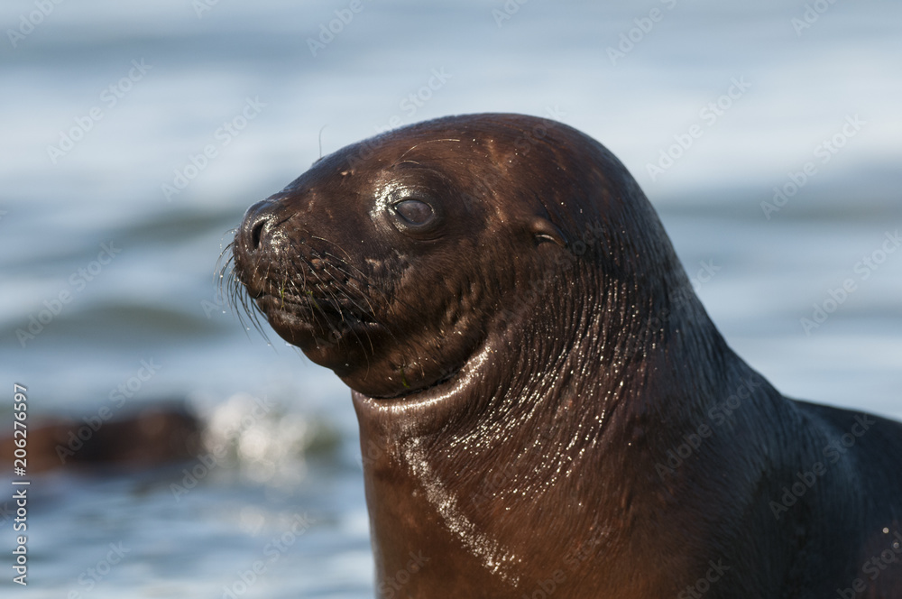 Obraz premium Sea Lion pup , Patagonia Argentina