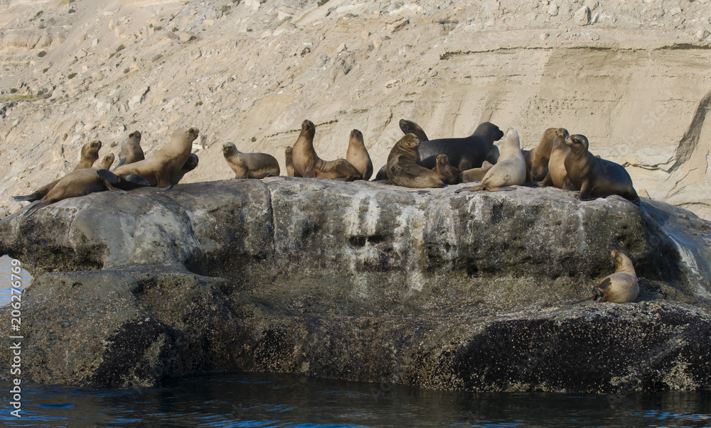 Fototapeta premium Sea lion Male in colony, patagonia Argentina