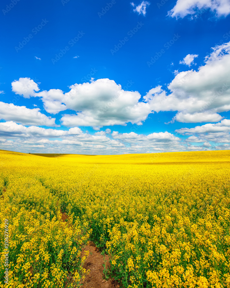flowering field of colza outdoors in spring flowering field of colza outdoors in spring