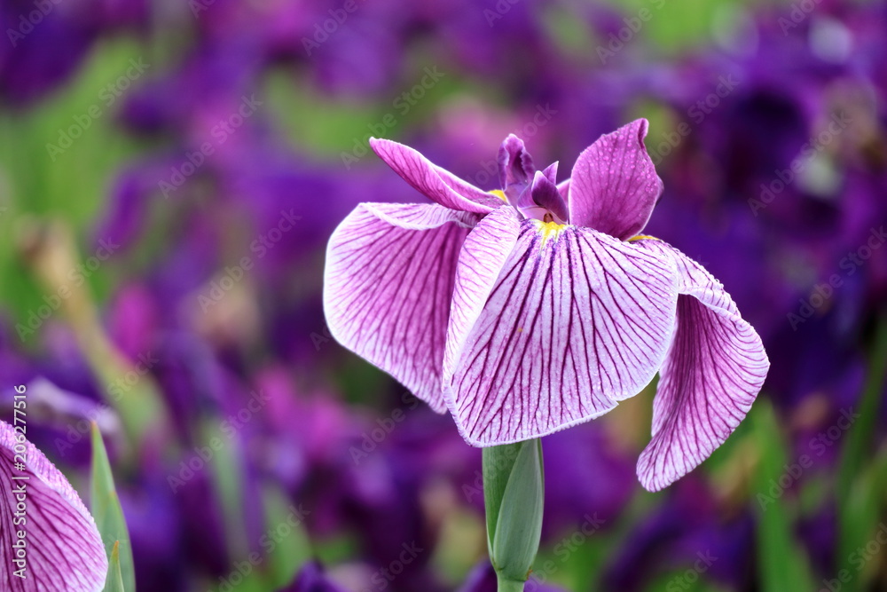 花菖蒲