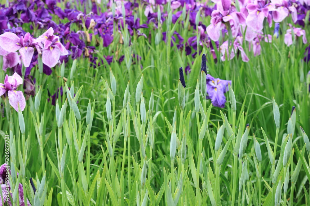 花菖蒲