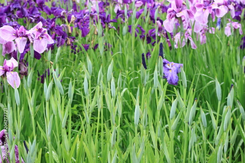 Obraz na płótnie 花菖蒲 w salonie