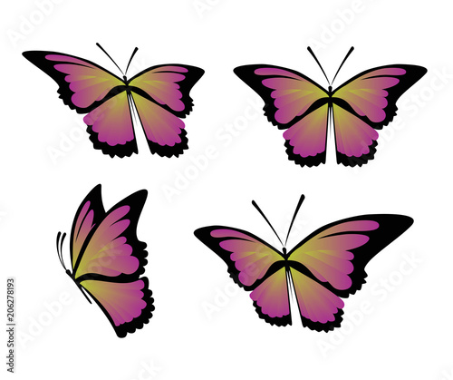 Butterfly vector set