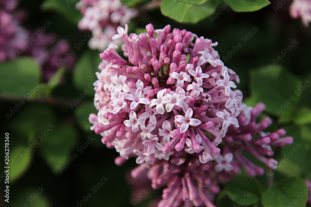 Lilac Lilac