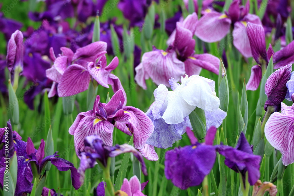 花菖蒲