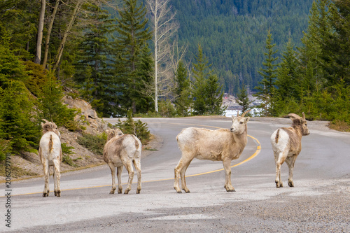 Mountain Goats at Calgary © AungKyaw