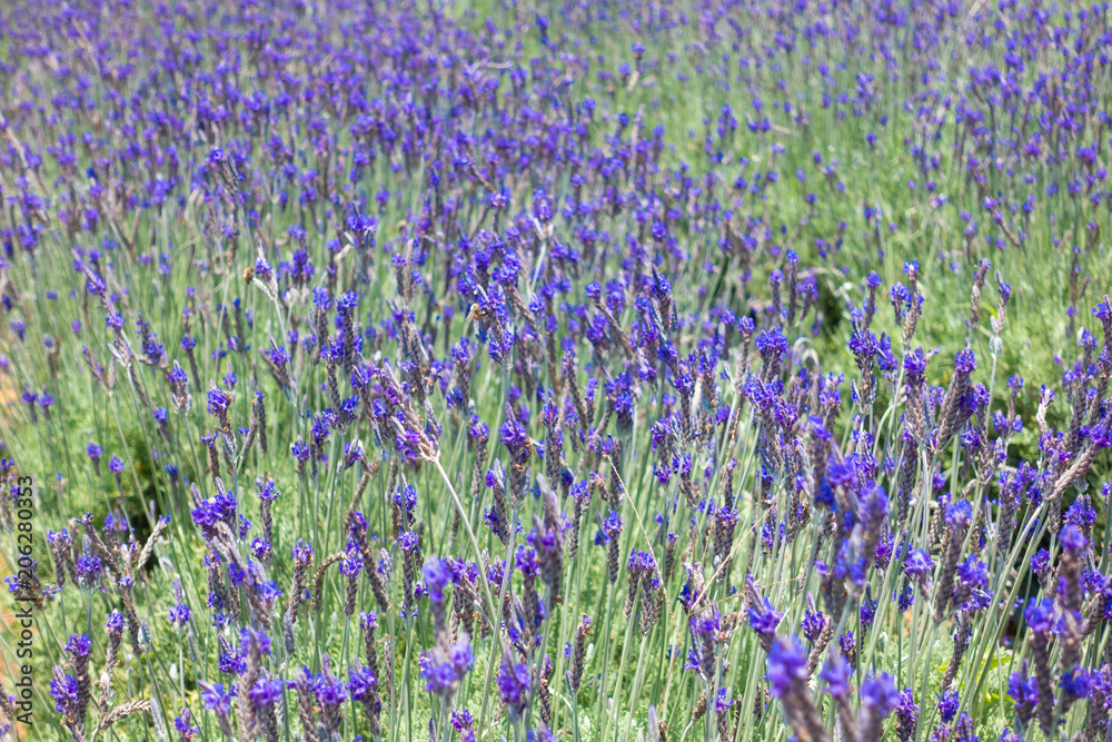 Obraz premium Beautiful lavender flower field. Stock photo of lavender flowers field on a sunny day