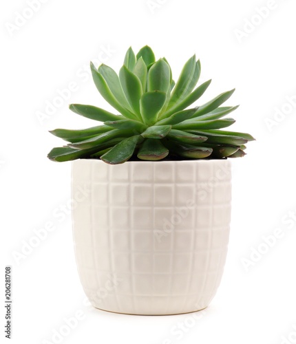 Obraz na plátně Small indoor succulent plant in white pot isolated on a white background