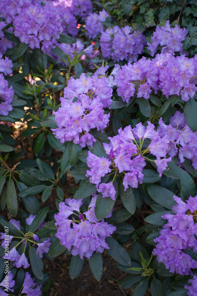 Fototapeta premium Rhododendron plants in bloom with flowers