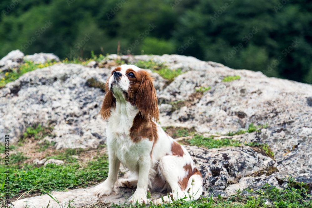 Portrait of Cavalier King Charles Spaniel