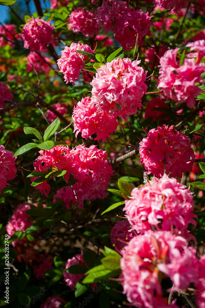 Rhododendron plants in bloom with flowers Rhododendron plants in bloom with flowers