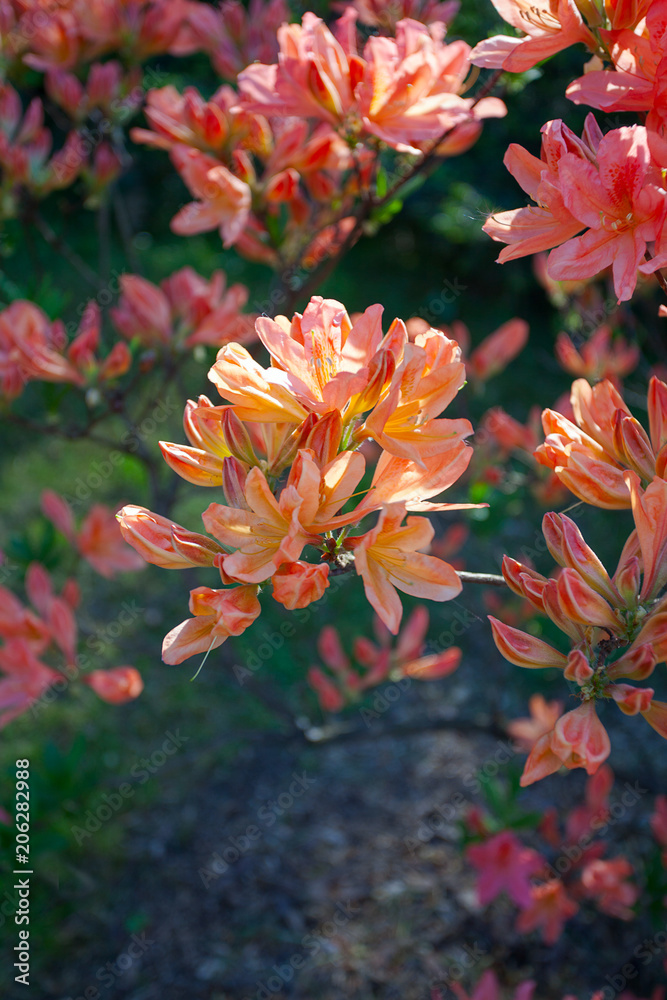 Rhododendron plants in bloom with flowers