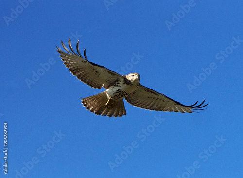 Airborne Hawk © Randi